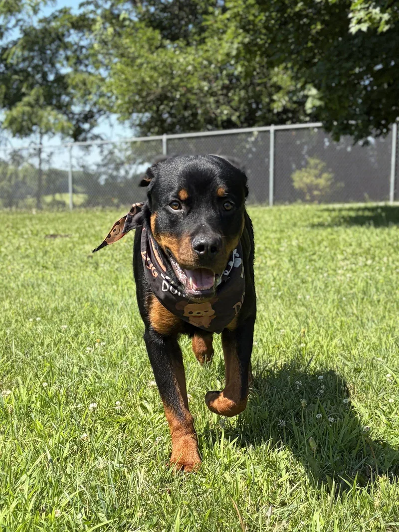 An adult large-sized male Rottweiler dog named Richey for adoption in Jefferson, WI