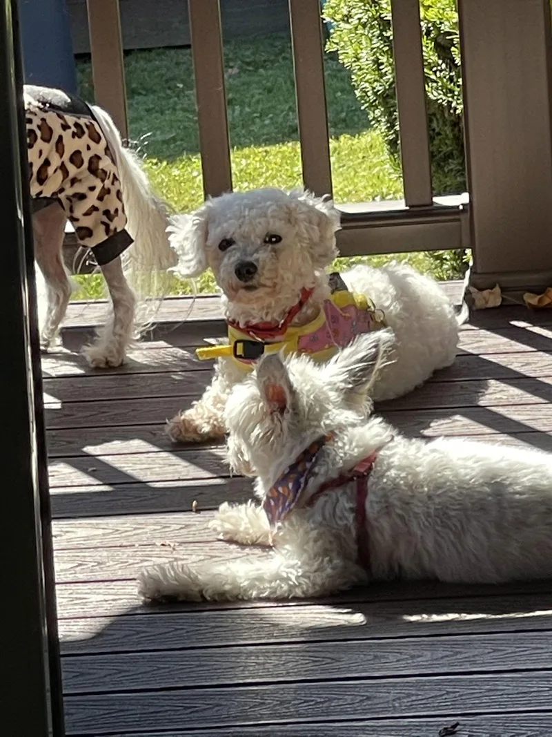 Rose In Pittsburgh thumbnail 2