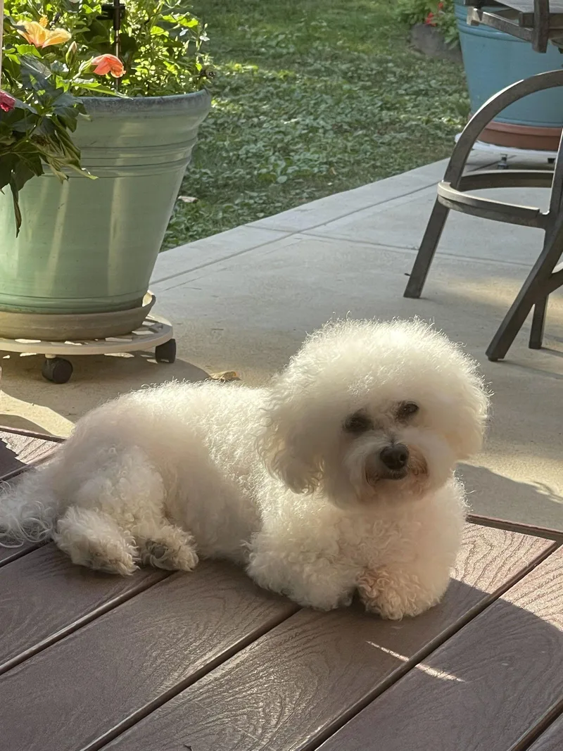 Rose In Pittsburgh thumbnail 3