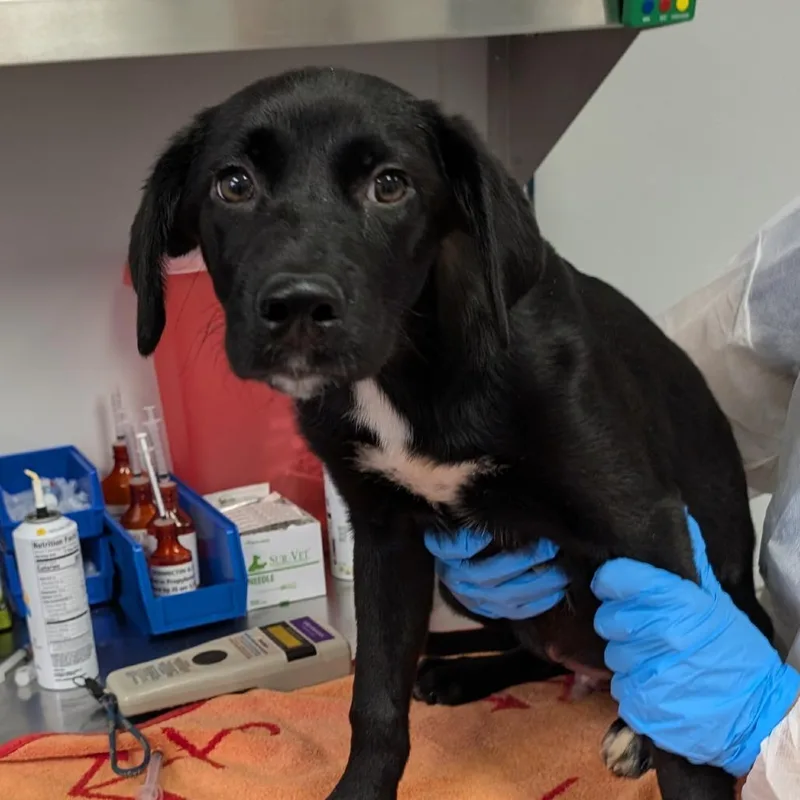 A baby small-sized male Black Retriever dog named Dean for adoption in Greenville, SC