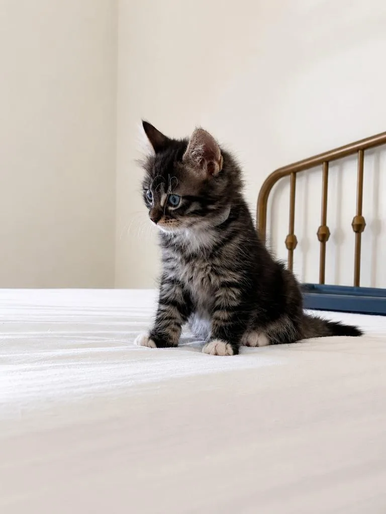 A baby small-sized female Domestic Short Hair cat named Dragon for adoption in Sebastian, FL