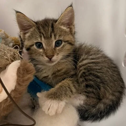 A baby small-sized male Domestic Short Hair cat named Theodore for adoption in Portage, MI