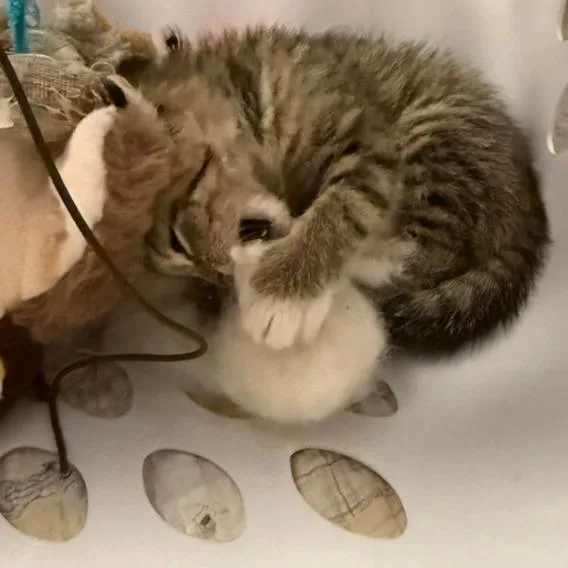 Theodore thumbnail 6