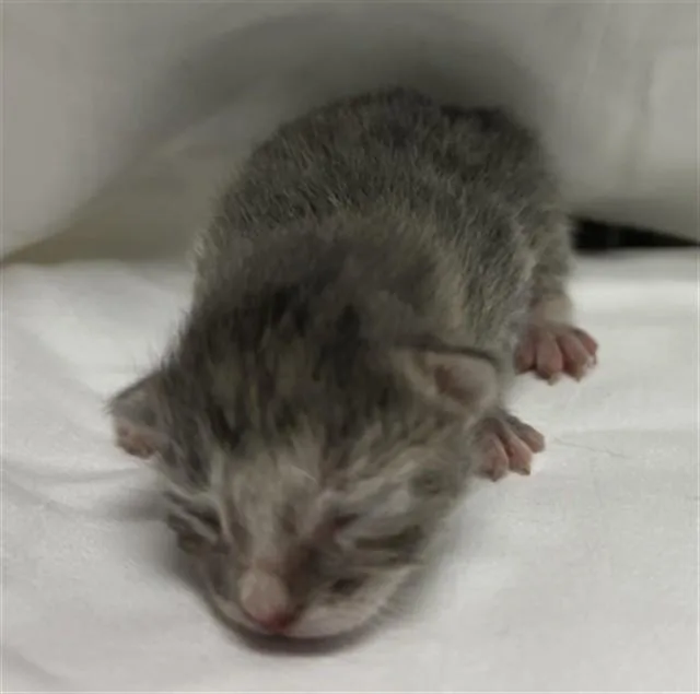 A baby small-sized female Domestic Short Hair cat named Pippa for adoption in Miami, FL