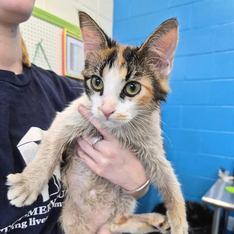 A young medium-sized female Domestic Long Hair cat named Teacher for adoption in Montgomery, AL