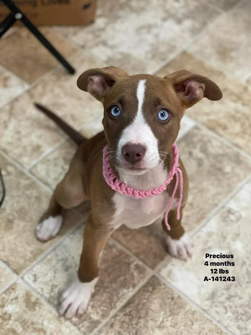 Precious  Local April