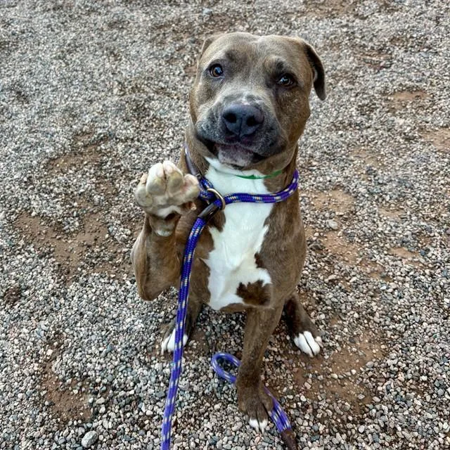An adult large-sized male Pit Bull Terrier dog named Gumbo for adoption in Mesa, AZ