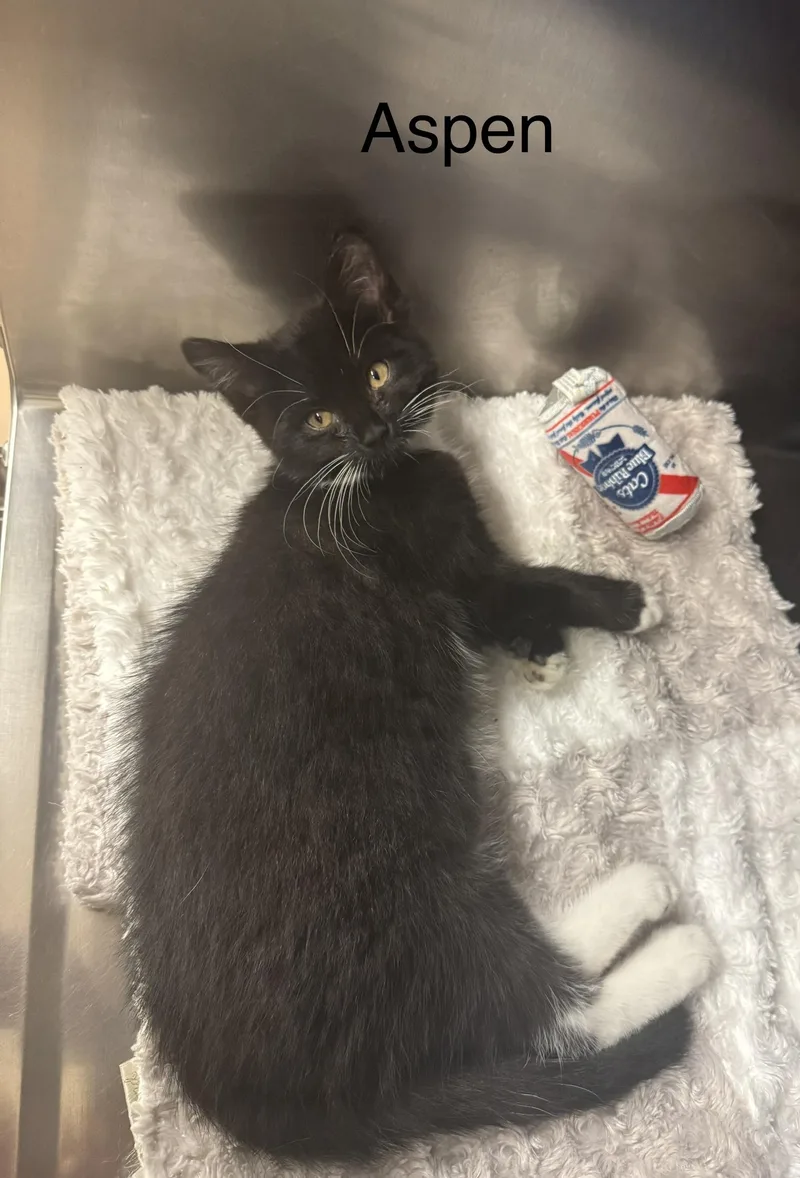 A baby medium-sized female Black Domestic Medium Hair cat named Aspen for adoption in Ulster, PA