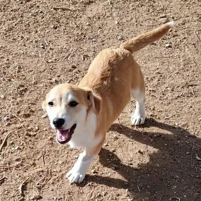A baby medium-sized male Red / Chestnut / Orange Corgi dog named Simon for adoption in Amarillo, TX