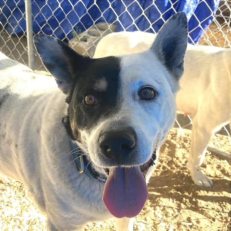 A senior medium-sized male Cattle Dog dog named AOKStray for adoption in TONASKET, WA