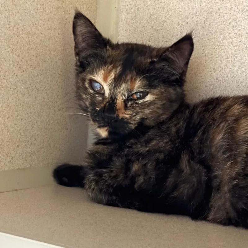A young small-sized female Torbie Domestic Short Hair cat named Apple for adoption in Hudson, NY