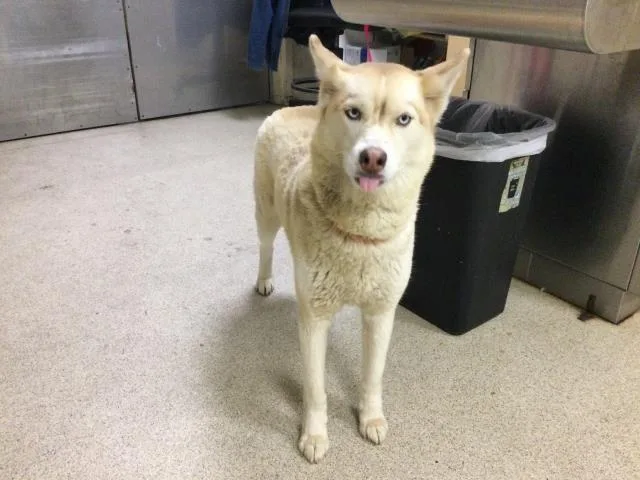 A young large-sized female Siberian Husky dog named Frosty for adoption in Riverside, CA
