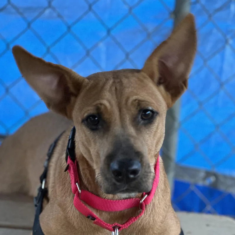 A young medium-sized female Golden Shepherd dog named Amber for adoption in Bulverde, TX