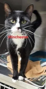 A young medium-sized male Black & White / Tuxedo Domestic Short Hair cat named Winchester for adoption in Moline, IL