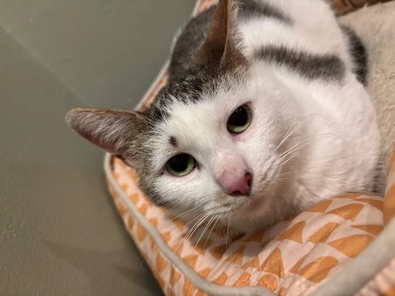 An adult medium-sized female Brown / Chocolate Domestic Short Hair cat named Yammi for adoption in Grand Rapids, MI
