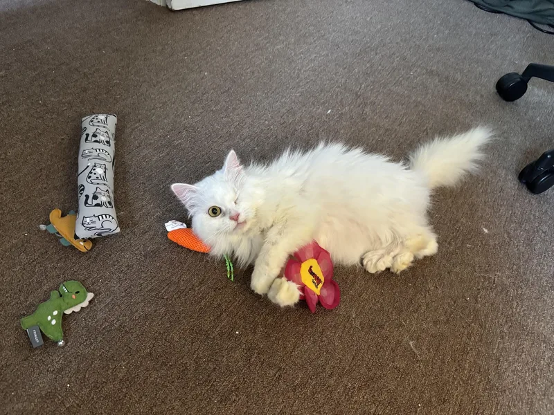 An adult medium-sized female White Persian cat named Hala for adoption in Pittsburgh, PA