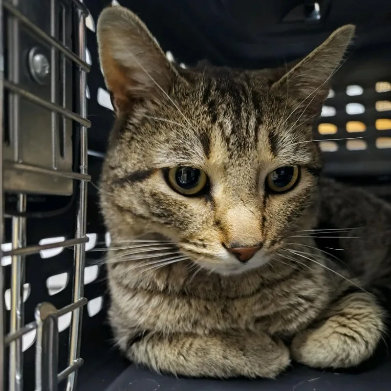 An adult medium-sized male Brown / Chocolate Domestic Short Hair cat named Pickle for adoption in Norfolk, NE