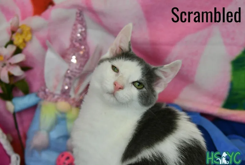A baby medium-sized male Domestic Short Hair cat named Scrambled for adoption in Fort Mill, SC