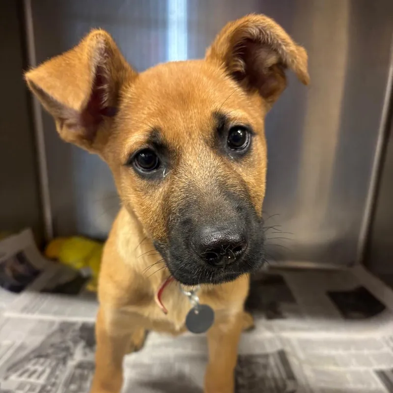 A baby small-sized female Yellow / Tan / Blond / Fawn Mixed Breed dog named NCR Charlotte for adoption in Port Washington, NY