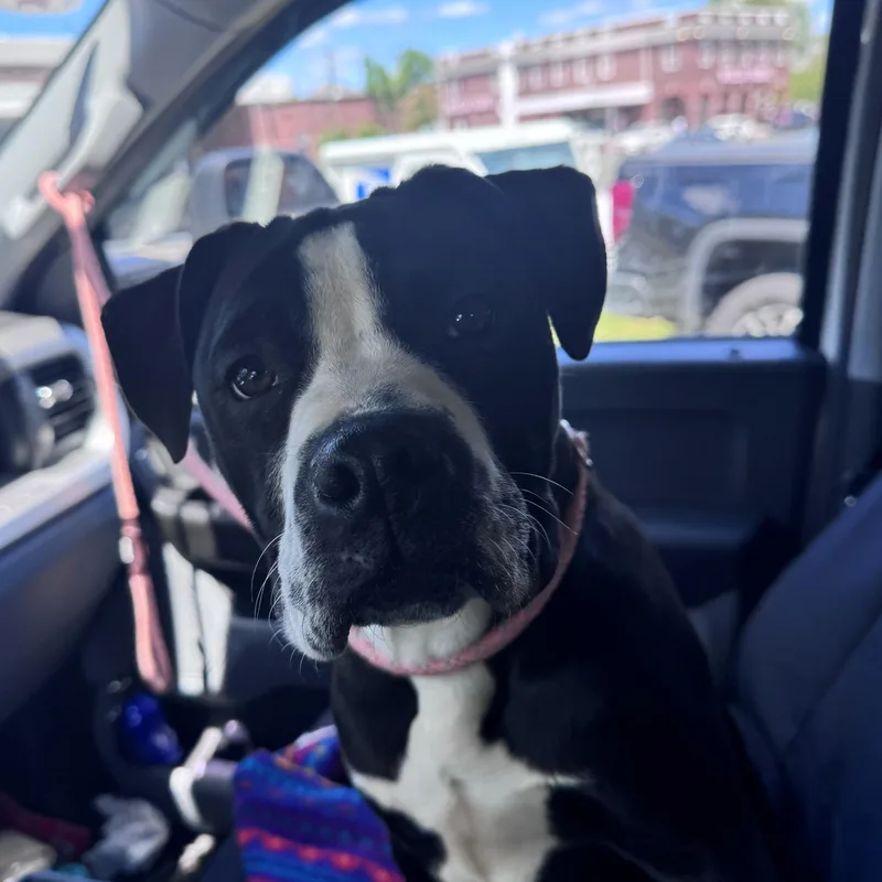 A young medium-sized female Black Mixed Breed dog named Mona for adoption in Bloomfield, CT