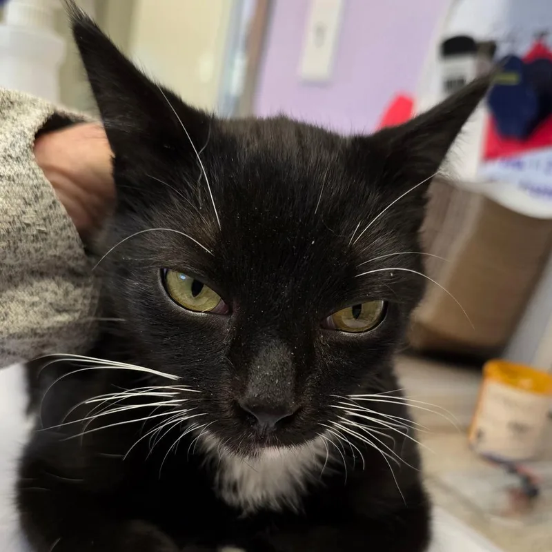 A young medium-sized male Black Domestic Short Hair cat named Stank for adoption in Madisonville, TN