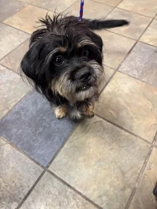 A baby small-sized male Black Terrier dog named 61319666 for adoption in El Paso, TX