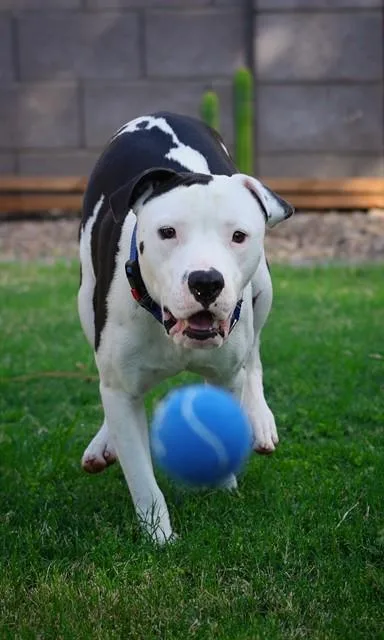 A young large-sized male Pit Bull Terrier dog named Freddy for adoption in Mesa, AZ
