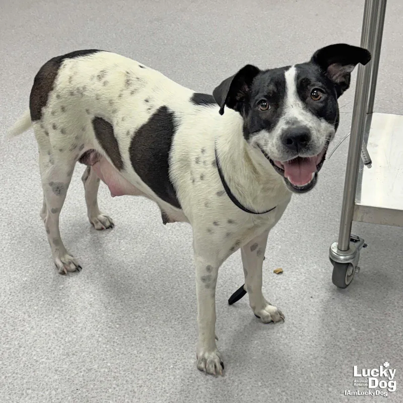 A young large-sized female Labrador Retriever dog named Wella for adoption in Washington, DC
