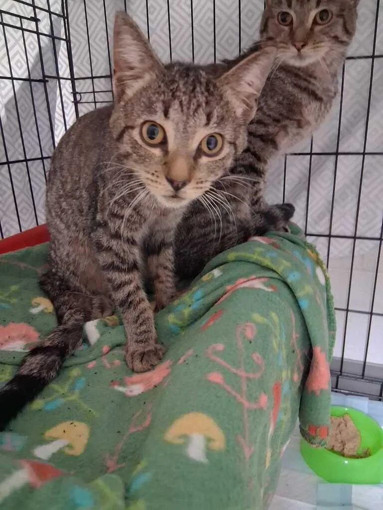 An adult small-sized male Tabby (Brown / Chocolate) Domestic Short Hair cat named Humboldt for adoption in Cincinnati, OH
