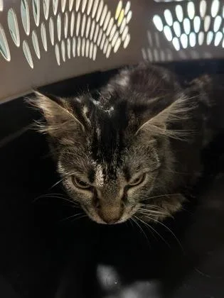 An adult medium-sized female Domestic Short Hair cat named Skye for adoption in Cincinnati, OH