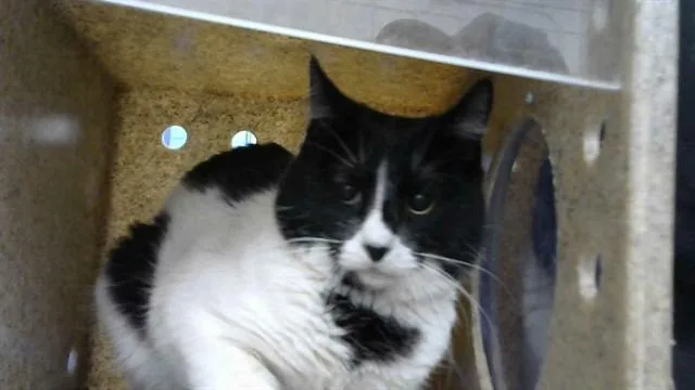 A young medium-sized male Domestic Short Hair cat named Joopy for adoption in Albuquerque, NM