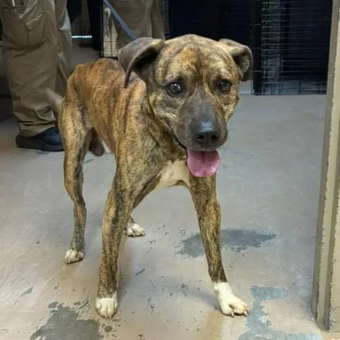 An adult medium-sized male Mixed Breed dog named Paws Malone for adoption in Gadsden, AL