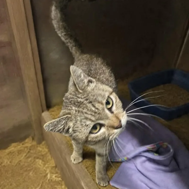 An adult medium-sized female Brown / Chocolate Domestic Short Hair cat named Betsy Ross for adoption in Xenia , OH