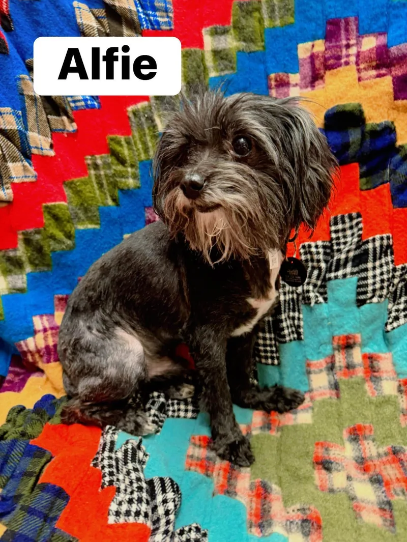 Alfie