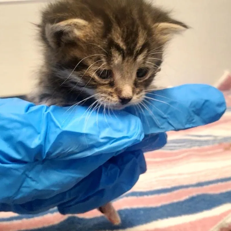 A baby small-sized female Black Domestic Short Hair cat named Carnation for adoption in Novelty, OH