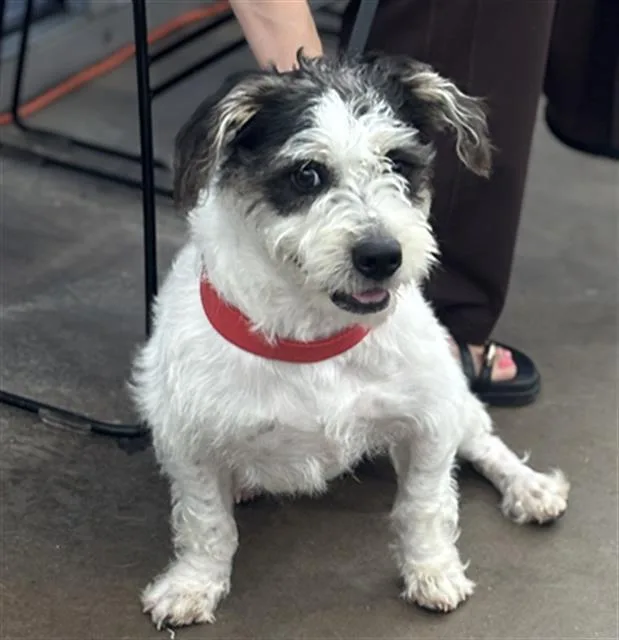 A young medium-sized male Mixed Breed dog named Buddy for adoption in Dallas, TX