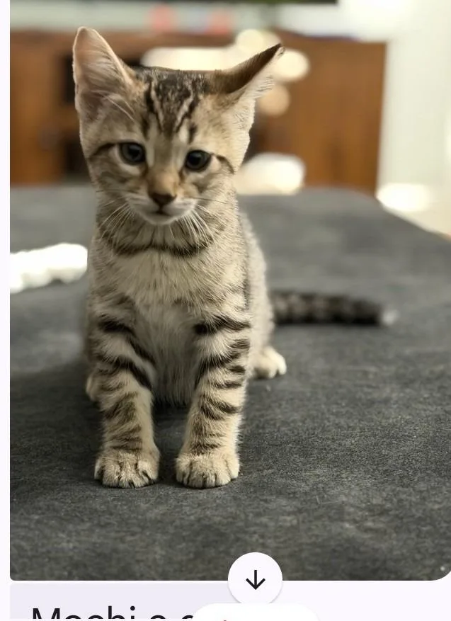 A baby small-sized male Domestic Short Hair cat named Finn for adoption in Rockford, IL