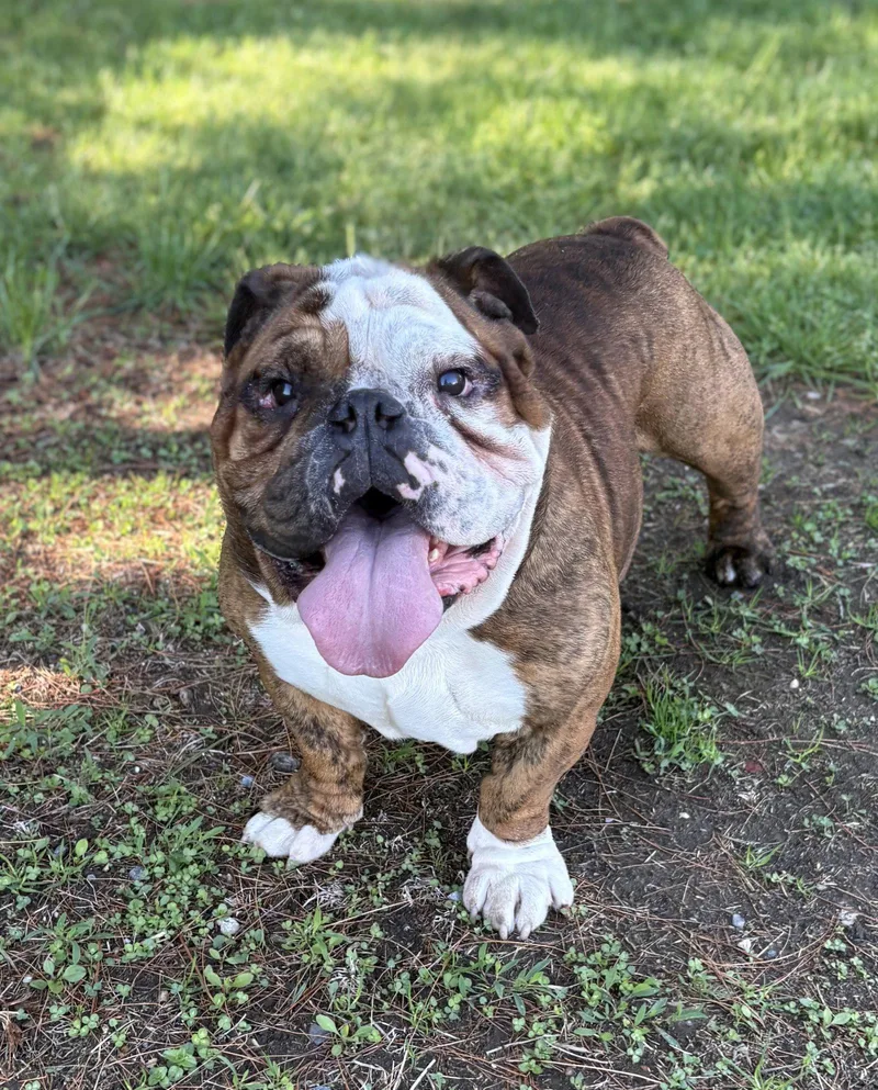 A young medium-sized male American Bulldog dog named Knuckle for adoption in Spring Lake, NJ
