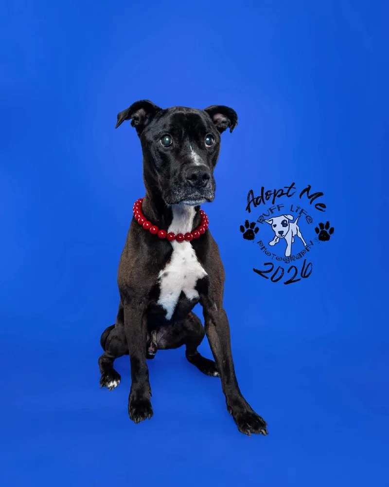 An adult large-sized male Pit Bull Terrier dog named Walter Wigglebutt for adoption in Troy, MI