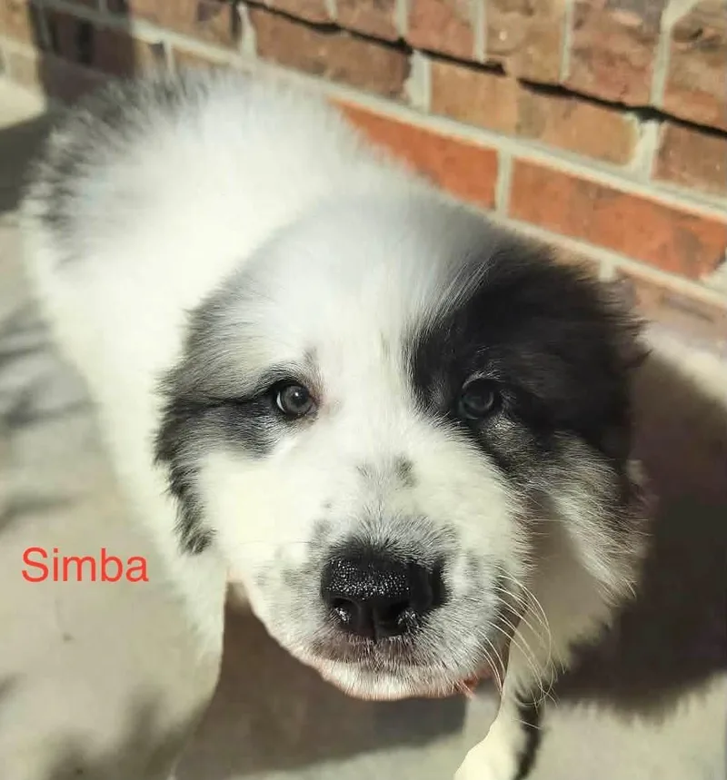 Simba