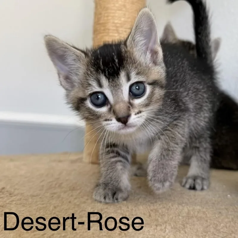 Desertrose