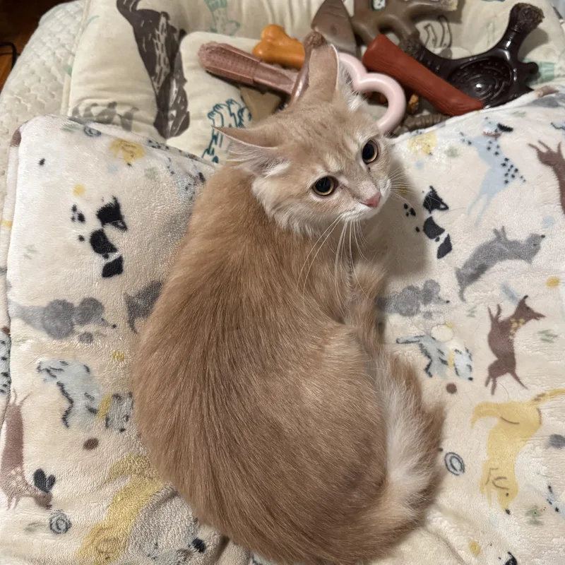 A baby medium-sized male Tabby (Orange / Red) Domestic Medium Hair cat named Clay Mart for adoption in Richmond, VA
