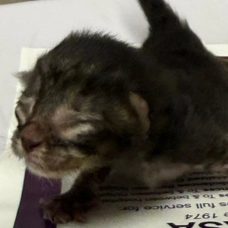 A baby small-sized female Black Domestic Short Hair cat named Candace for adoption in Yuma, AZ
