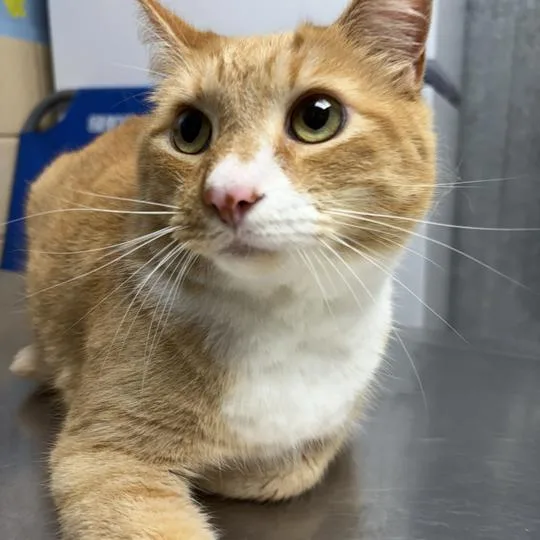 An adult small-sized male Orange / Red Domestic Short Hair cat named Cream sicle for adoption in Perkiomenville, PA