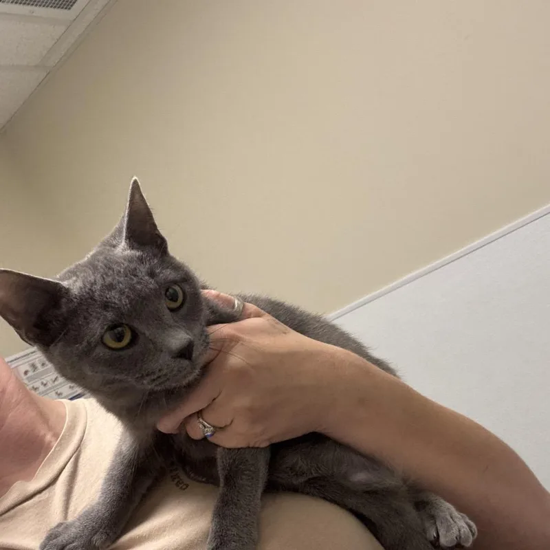 A baby medium-sized female Gray / Blue / Silver Domestic Short Hair cat named Gracie for adoption in Tulsa, OK