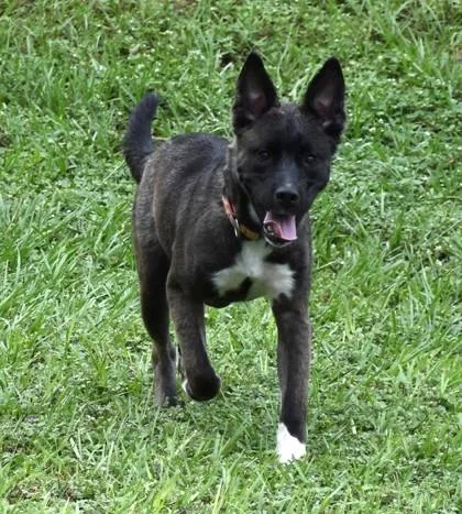 A young medium-sized male Dutch Shepherd dog named Shakespeare for adoption in Inverness, FL
