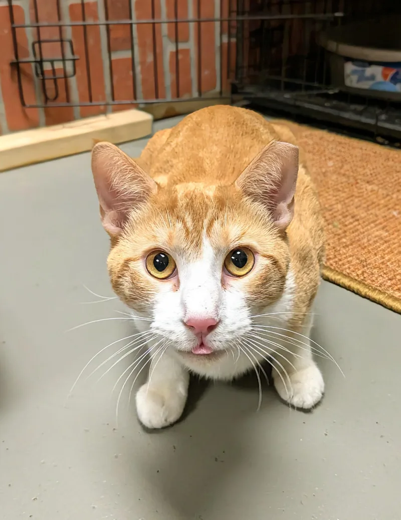 A young large-sized male Domestic Short Hair cat named Cato for adoption in Burlington, VT