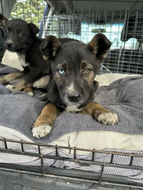A young small-sized female Siberian Husky dog named A for adoption in Stockton, CA