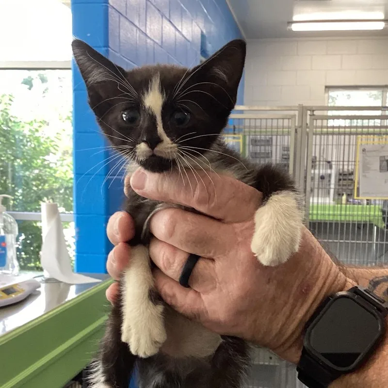 A baby small-sized male Black Domestic Short Hair cat named MoonSault for adoption in Montgomery, AL