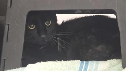 An adult medium-sized male Black Domestic Short Hair cat named Toupee for adoption in Wichita, KS